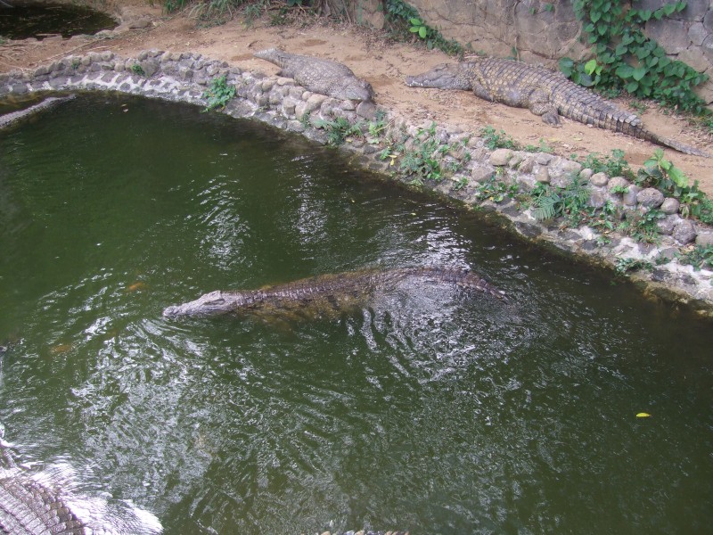 Mauritius 2010 - 0339 